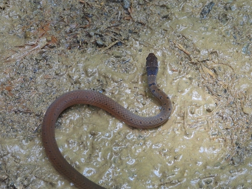 Photo of a Common Ringneck (Gongylosoma scriptum)
