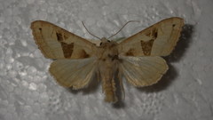 Phlogophora scita