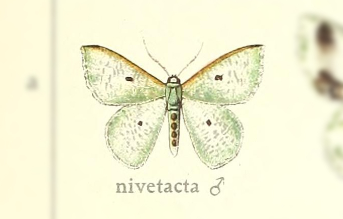 Oospila nivetacta