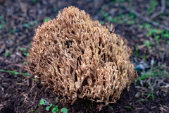 Ramaria