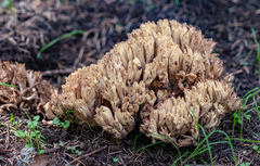 Ramaria