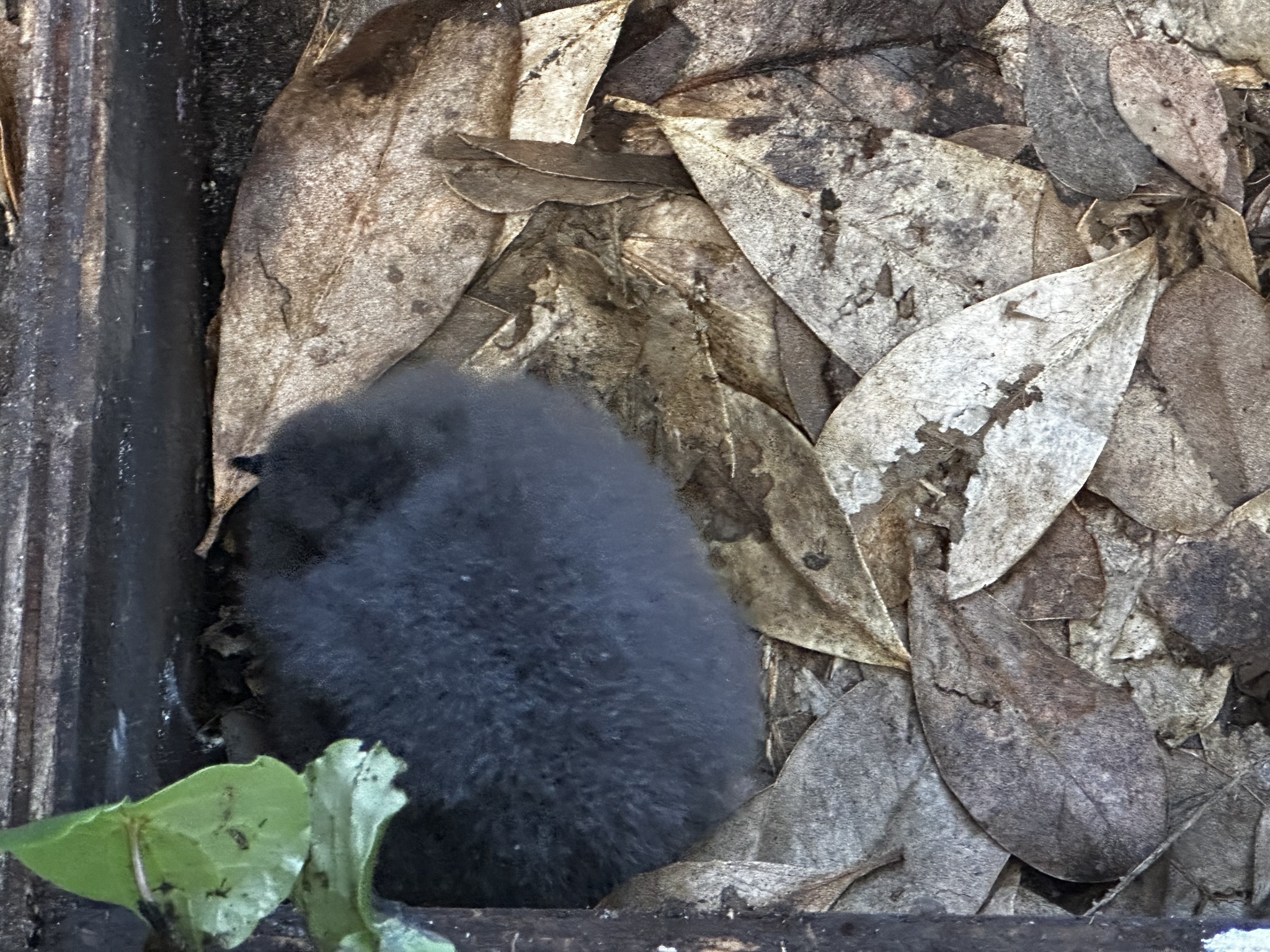 Chatham Islands Petrel (Pterodroma axillaris), photo 3