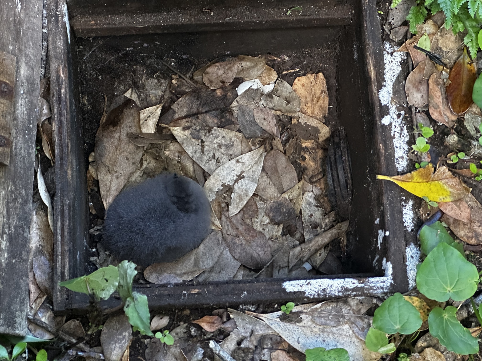 Chatham Islands Petrel (Pterodroma axillaris), photo 4
