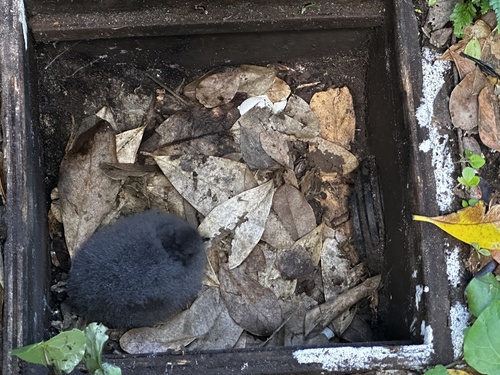 Chatham Islands Petrel (Pterodroma axillaris), photo 10
