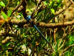 Rhionaeschna multicolor