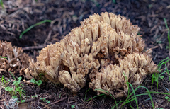 Ramaria