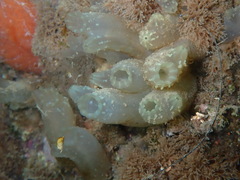 Tunicate photo 3