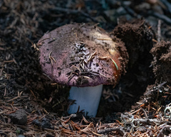 Russula