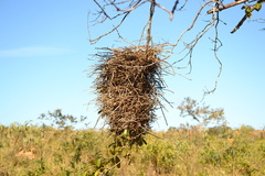 Phacellodomus rufifrons