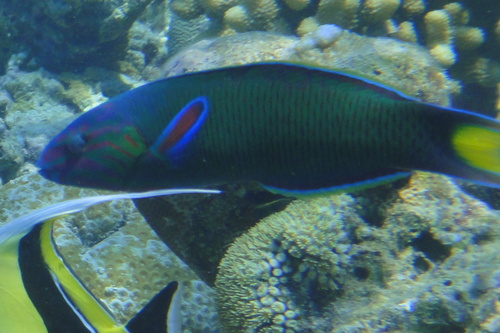 Moon Wrasse — seen at this dive site