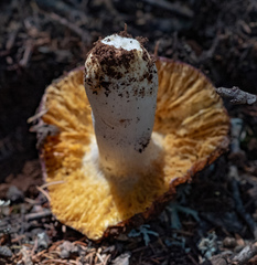 Russula