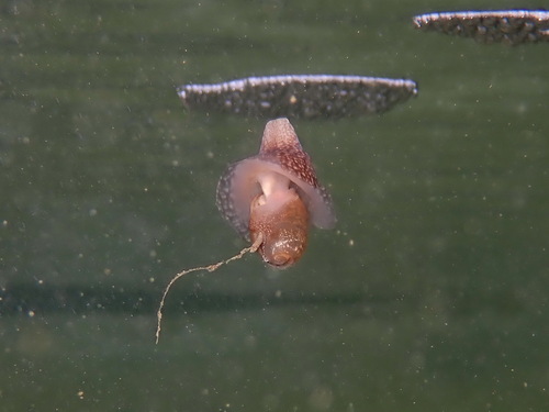 Thin Bubble-shell