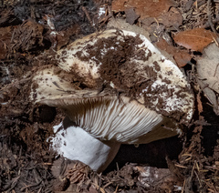 Russula