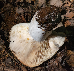 Russula
