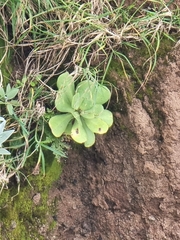 Aeonium glutinosum image