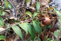 Chrysolepis chrysophylla minor