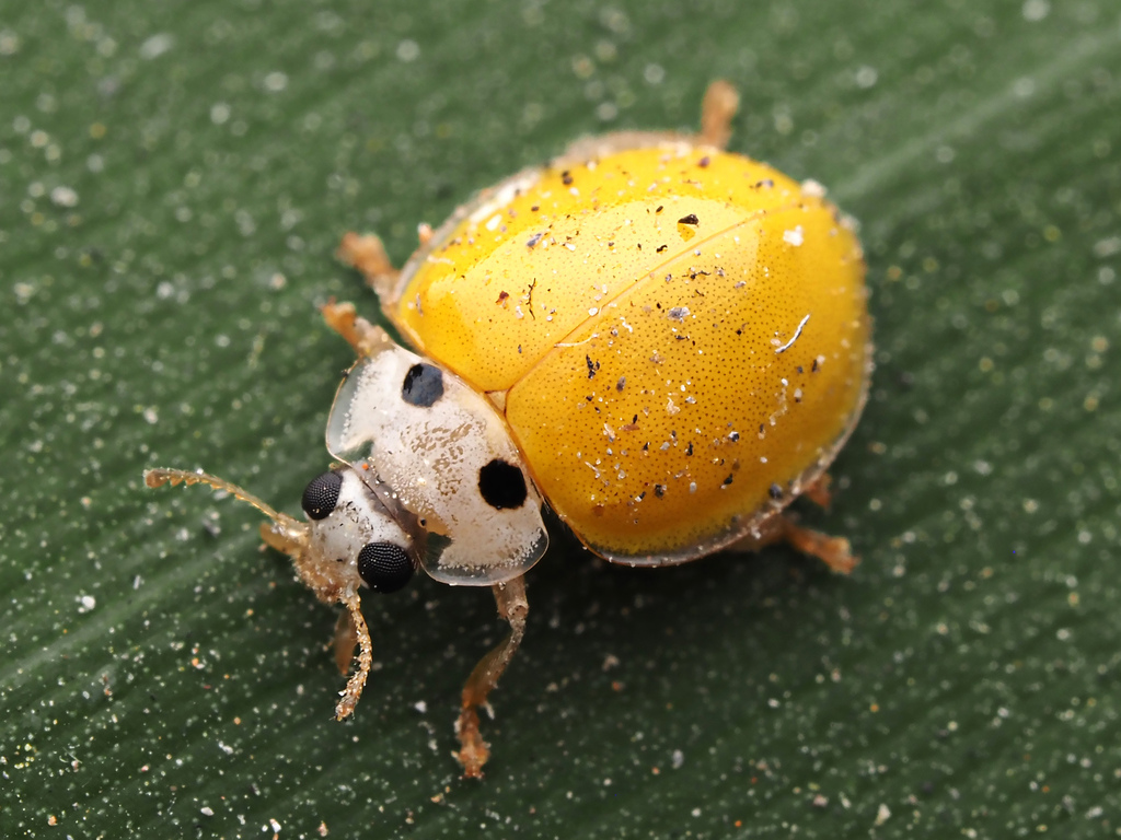 Yellow Ladybird Beetle
