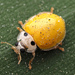 Yellow Ladybird Beetle - Photo (c) Valentina L., some rights reserved (CC BY-NC), uploaded by Valentina L.