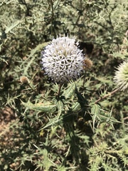 Asteraceae