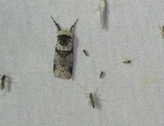 Furcula scolopendrina