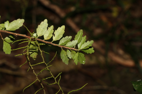 Image of Acalypha capillipes by (c) Greg Tasney, some rights reserved (CC BY-SA)