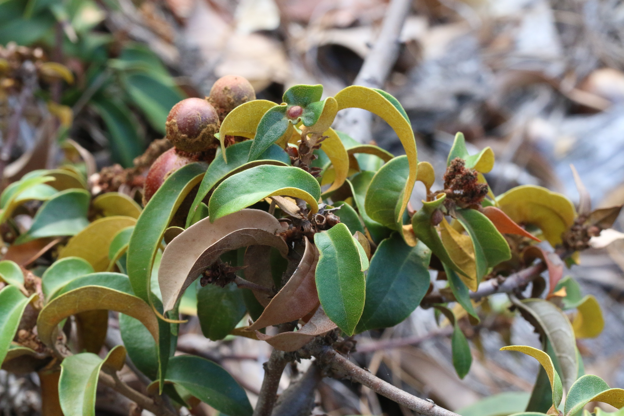 Chrysolepis chrysophylla var. minor