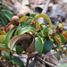 Chrysolepis chrysophylla minor - Photo (c) Morgan Stickrod, osa oikeuksista pidätetään (CC BY-NC), lähettänyt Morgan Stickrod