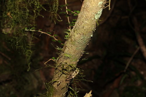 Image of Acalypha capillipes by (c) Greg Tasney, some rights reserved (CC BY-SA)