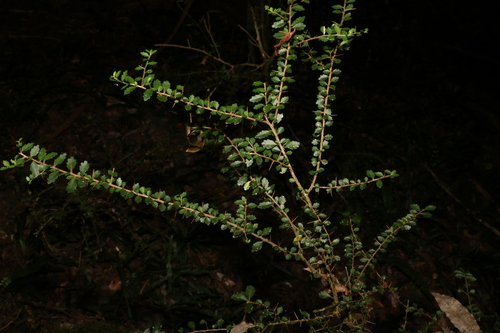Image of Acalypha capillipes by (c) Greg Tasney, some rights reserved (CC BY-SA)