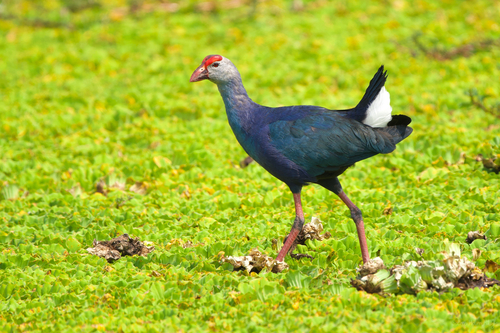 Gray-headed Swamphen
