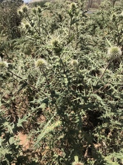 Asteraceae
