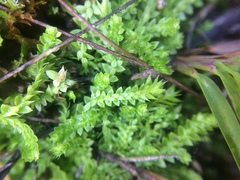 Selaginella eclipes