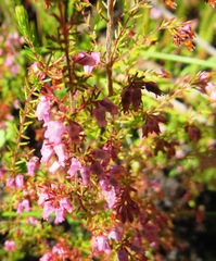 Erica intervallaris intervallaris