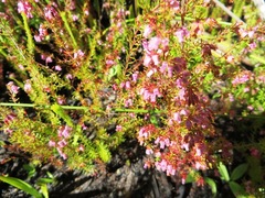 Erica intervallaris intervallaris