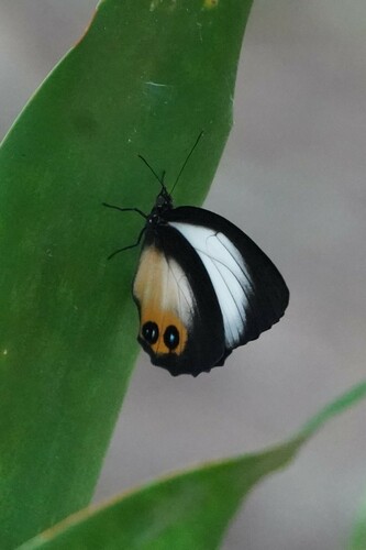 palmfly