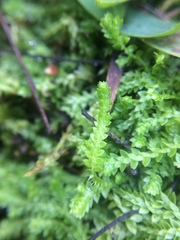 Selaginella eclipes