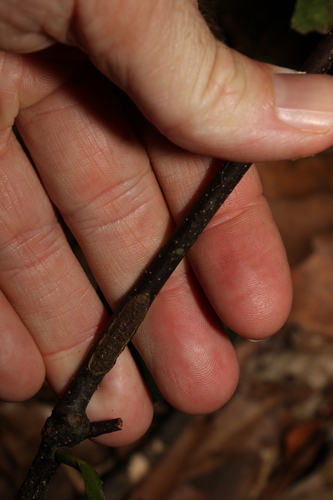 Image of Triunia Robusta (Triunia robusta) by (c) Greg Tasney, some rights reserved (CC BY-SA)