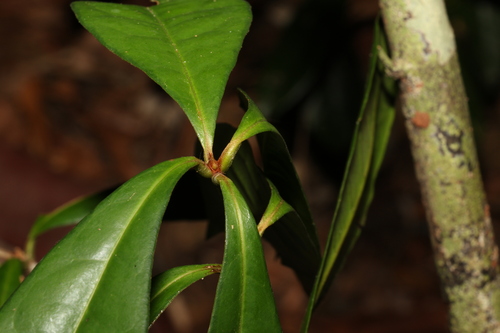 Image of Triunia Robusta (Triunia robusta) by (c) Greg Tasney, some rights reserved (CC BY-SA)