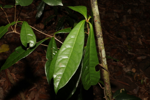 Image of Triunia Robusta (Triunia robusta) by (c) Greg Tasney, some rights reserved (CC BY-SA)