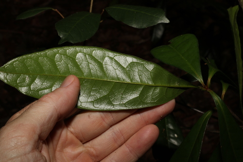 Image of Triunia Robusta (Triunia robusta) by (c) Greg Tasney, some rights reserved (CC BY-SA)