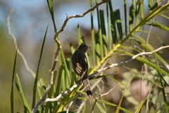Emberizoides herbicola