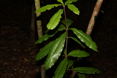 (c) Greg Tasney, some rights reserved (CC BY-SA) Triunia robusta, photograph (c) Greg Tasney, some rights reserved (CC BY-SA)