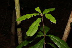 Triunia robusta, photograph (c) Greg Tasney, some rights reserved (CC BY-SA)