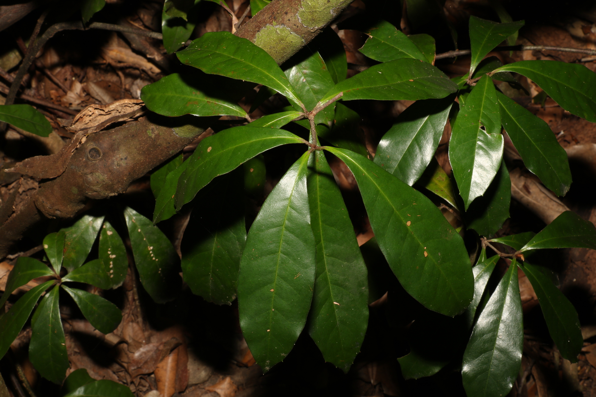 Triunia robusta