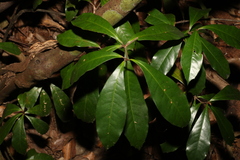 Triunia robusta
