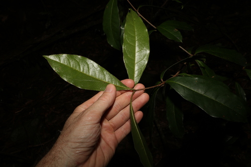 Triunia robusta, photograph 1