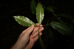 (c) Greg Tasney, some rights reserved (CC BY-SA) Triunia robusta, photograph (c) Greg Tasney, some rights reserved (CC BY-SA)