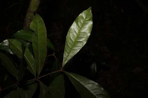 Triunia robusta, photograph 2