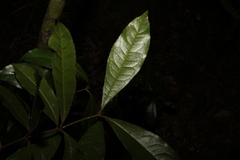 (c) Greg Tasney, some rights reserved (CC BY-SA) Triunia robusta, photograph (c) Greg Tasney, some rights reserved (CC BY-SA)