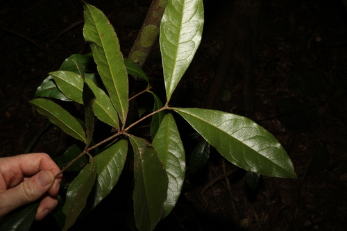 Triunia robusta, photograph 3
